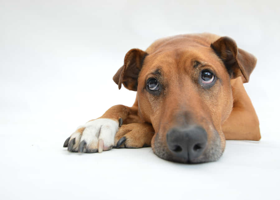A Serene Moment Of Tranquility As A Dog Lazes On A Park Bench On A Sunny Day. Wallpaper