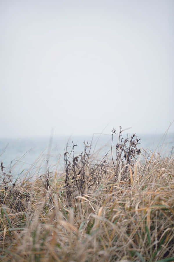 A Serene Winter Beach Landscape Wallpaper