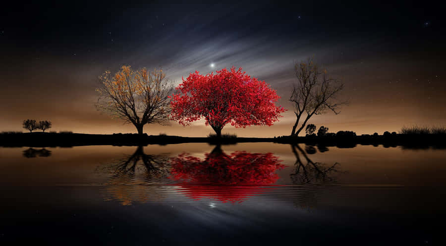 A Sinuous Red Tree, Reaching For The Sky Wallpaper