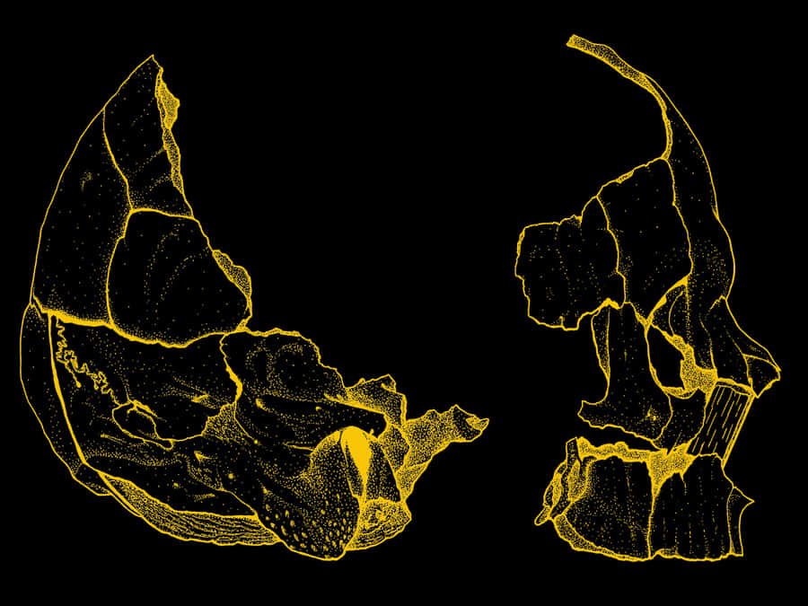 A Skull With A Yellow Outline On A Black Background Wallpaper