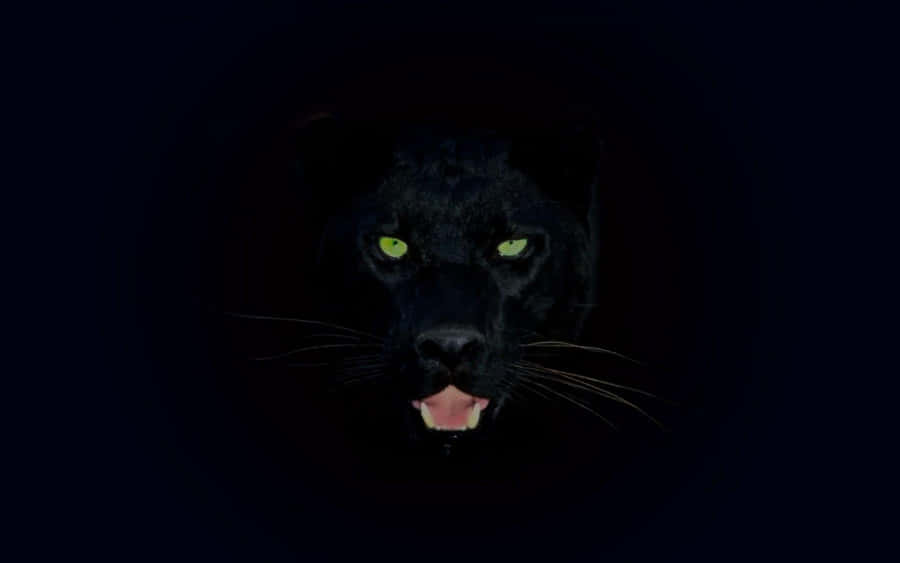 A Sleek Black Jaguar Rests Peacefully Wallpaper