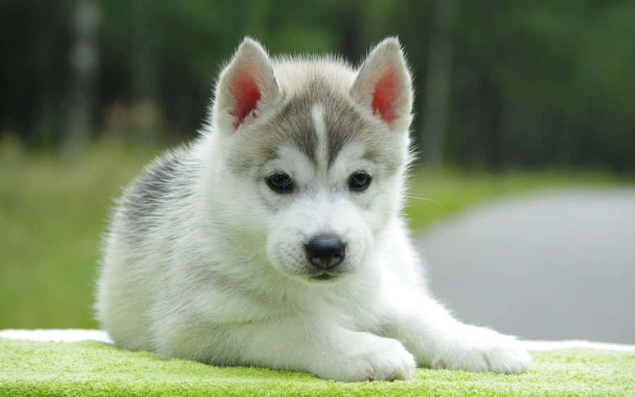 A Small Husky Puppy Is Laying On A Green Blanket Wallpaper