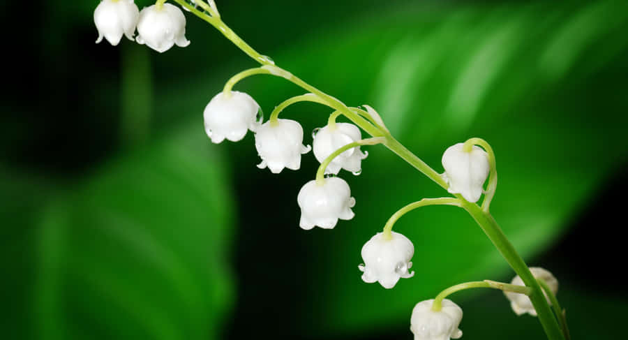 A Snowy And Calm Scenery. Wallpaper