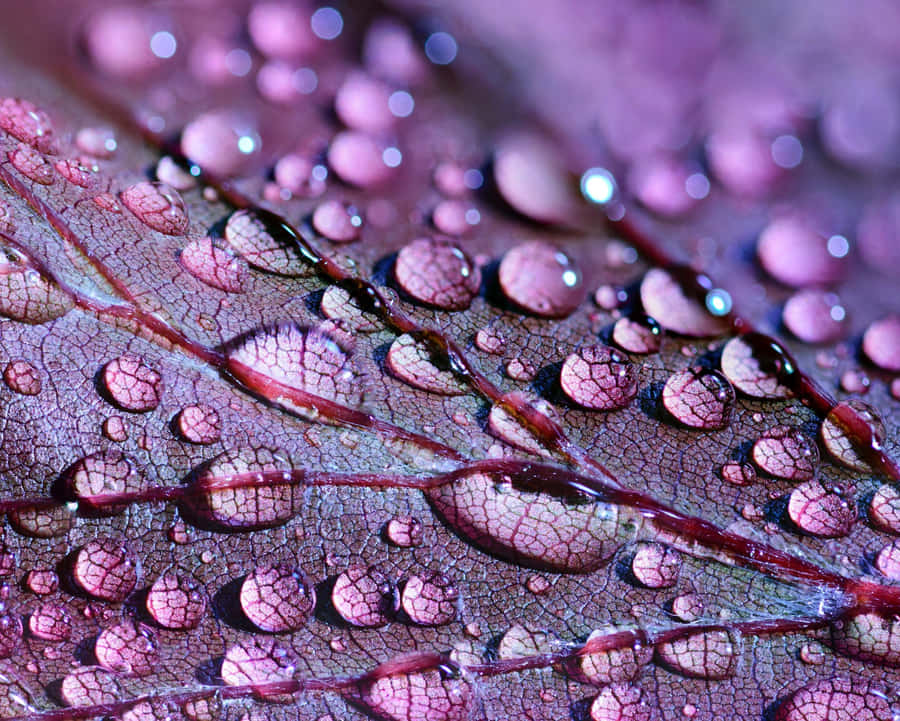 A Striking Sunset Sky In Shades Of Pink, Purple And Orange Wallpaper