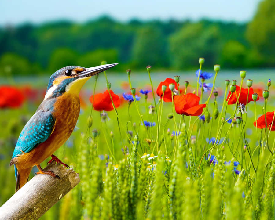 A Stunning Aerial Sunset Of A Beach Landscape With Colorful Sky Wallpaper