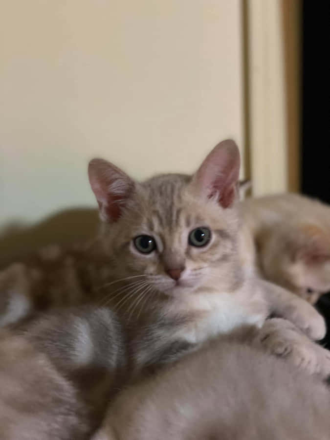 A Stunning Australian Mist Cat Sitting On A Wooden Surface Wallpaper