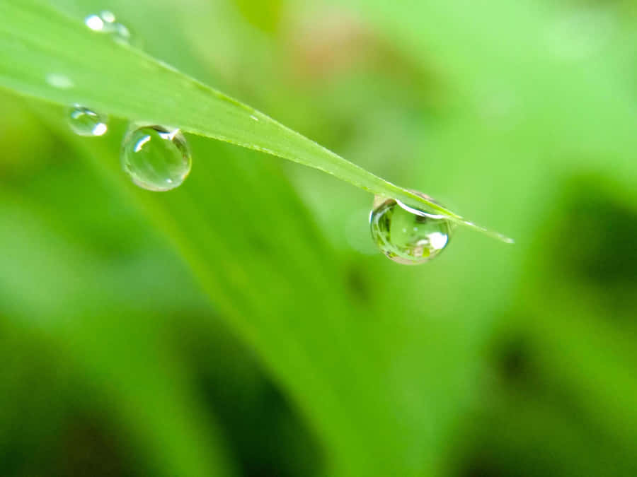 A Stunning Glimpse Of Nature's Magnificence - Beautiful Macro Photography Wallpaper