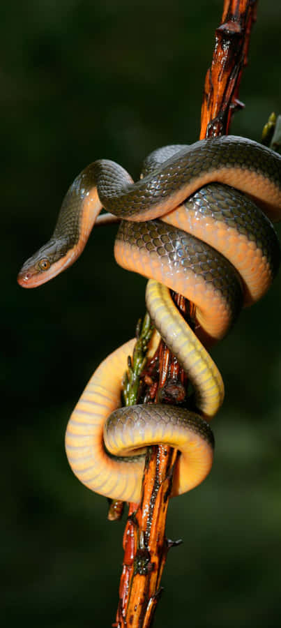 A Stunning Landscape Of Red Cliffs, Green Fields, And A Blue Sky Wallpaper