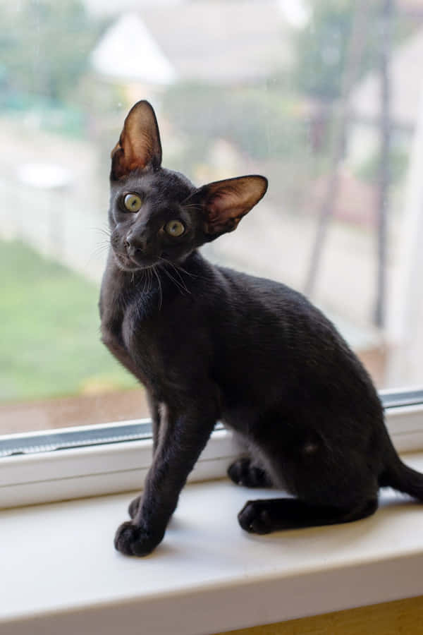 A Stunning Oriental Shorthair Cat Posing Elegantly Wallpaper