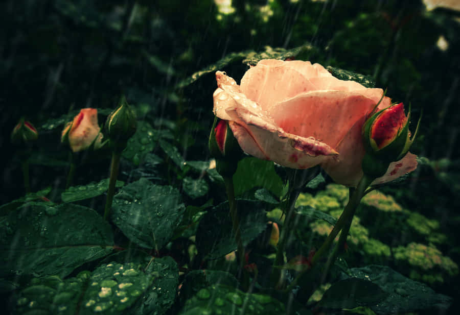 A Stunning Rose Drenched In Raindrops Wallpaper
