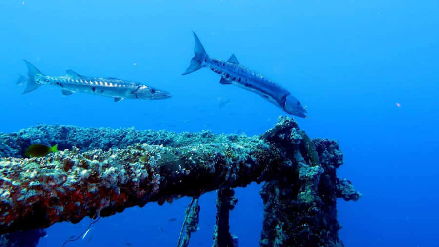 A Stunning School Of Barracudas In The Deep Blue Sea Wallpaper