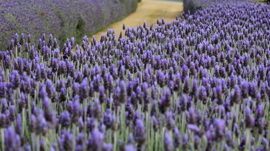 A Stunning View Of Lush Lavender Fields And Blue Skies In Provence, France Wallpaper