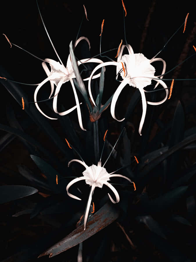 A Stunning View Of Sulawesi's Landscapes Wallpaper