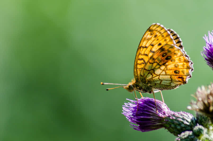A Stunning Yellow Butterfly Perched On A Flower Wallpaper