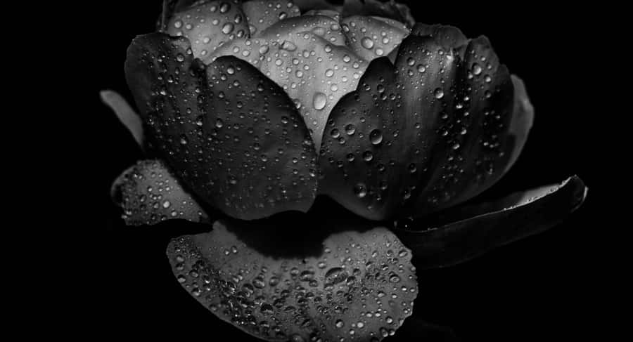 A Sunset Glistening On The Horizon Wallpaper