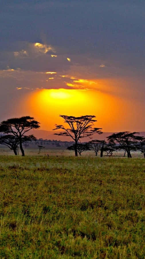 A Sunset Over A Large Area With Acacia Trees Wallpaper