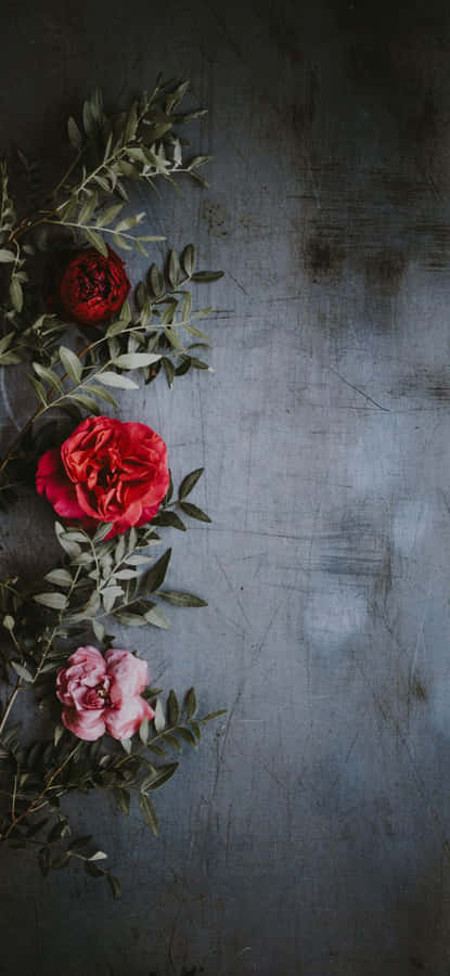 A Sweet Pink Rose That Will Make You Swoon. Wallpaper