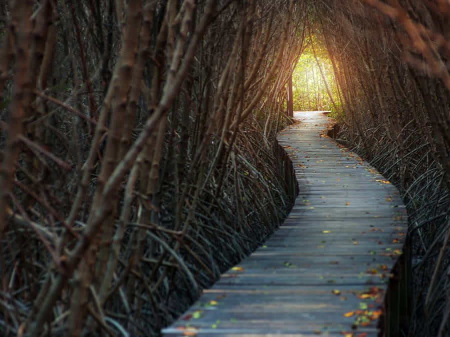 A Tibetan Buddhist Monastery In Dharamshala, India Wallpaper