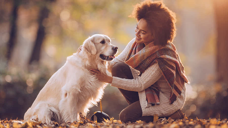 A Tranquil Moment At The Dog Daycare Wallpaper