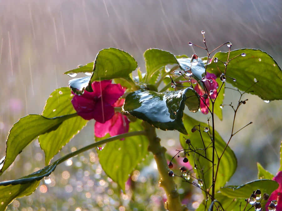 A Tranquil Spring Rain Shower In A Lush Forest Wallpaper
