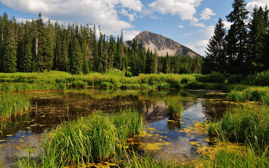 A Tranquil View Of Wetland Flora Wallpaper