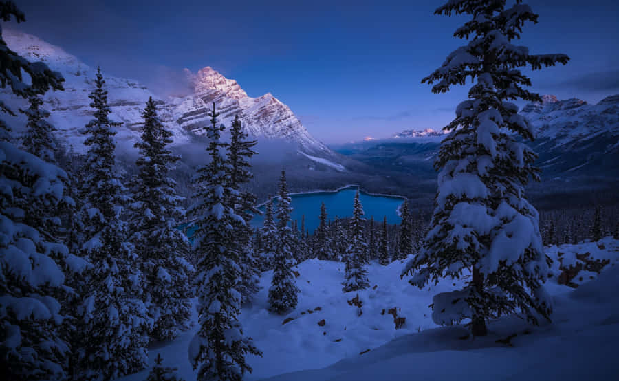 _ A Tranquil Winter Snowfall Amongst Evergreens In The Mountains._ Wallpaper