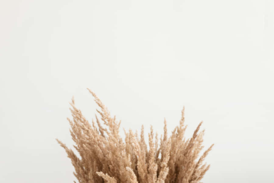 A Vase Of Dried Grass On A White Table Wallpaper