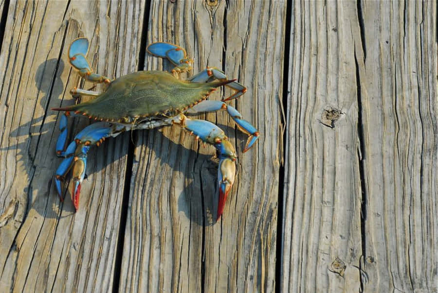 A Vibrant Blue Crab In Its Natural Habitat Wallpaper