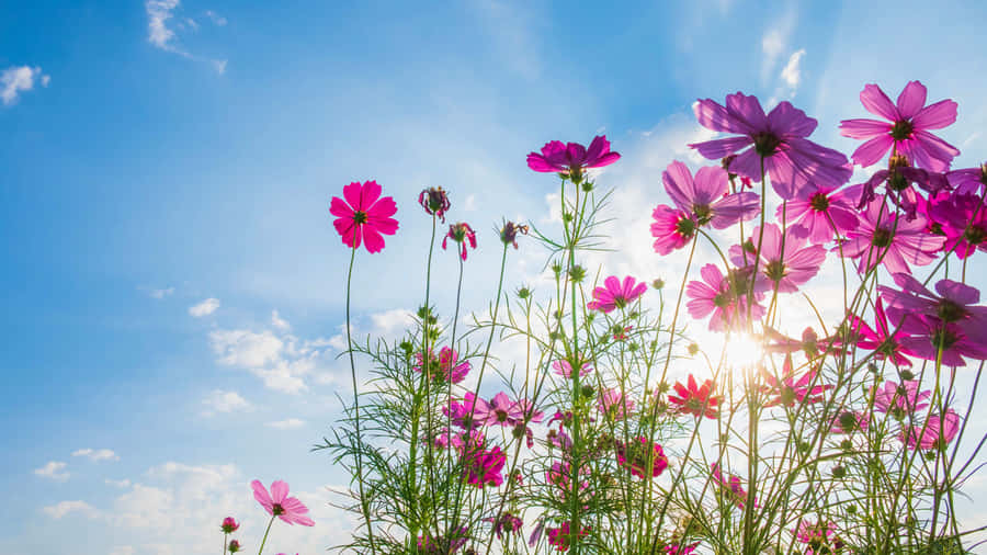 A Vibrant, Blurred Rainbow At Sunset. Wallpaper
