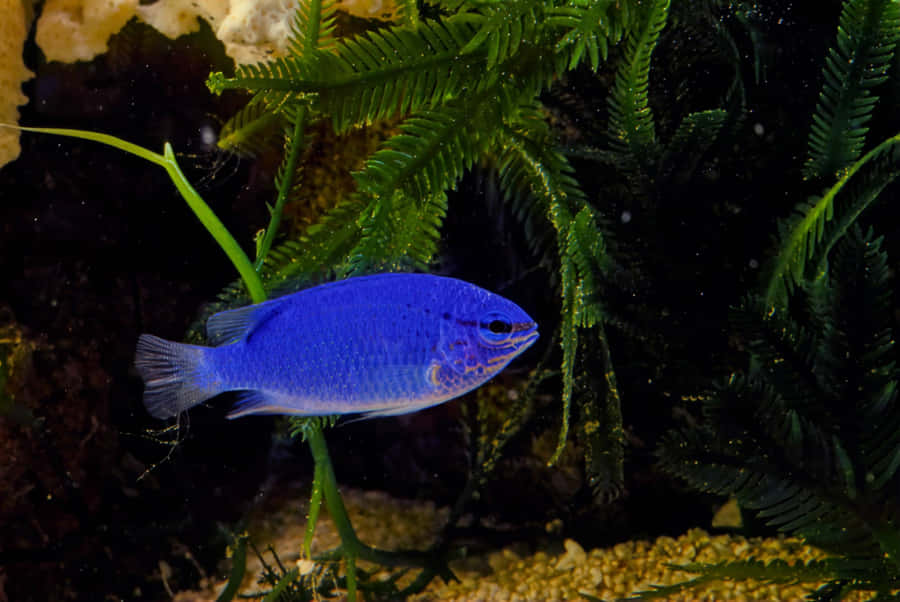 A Vibrant Damselfish Swimming In Crystal Clear Waters Wallpaper