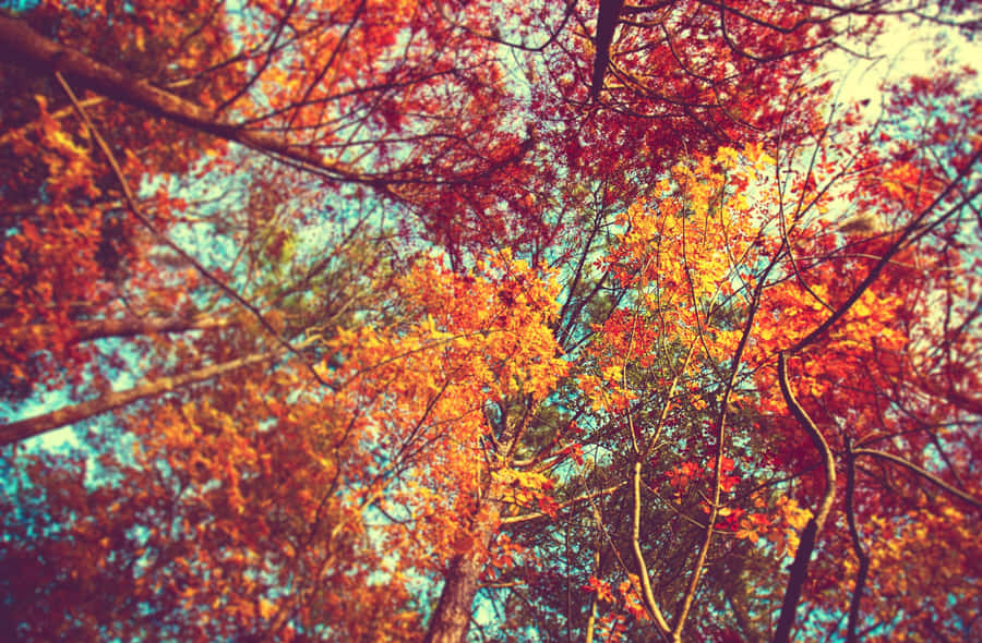 A Vibrant Display Of Colorful Trees Wallpaper