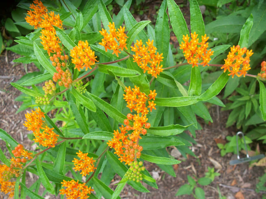 A Vibrant Field Of Butterfly Weed Wallpaper