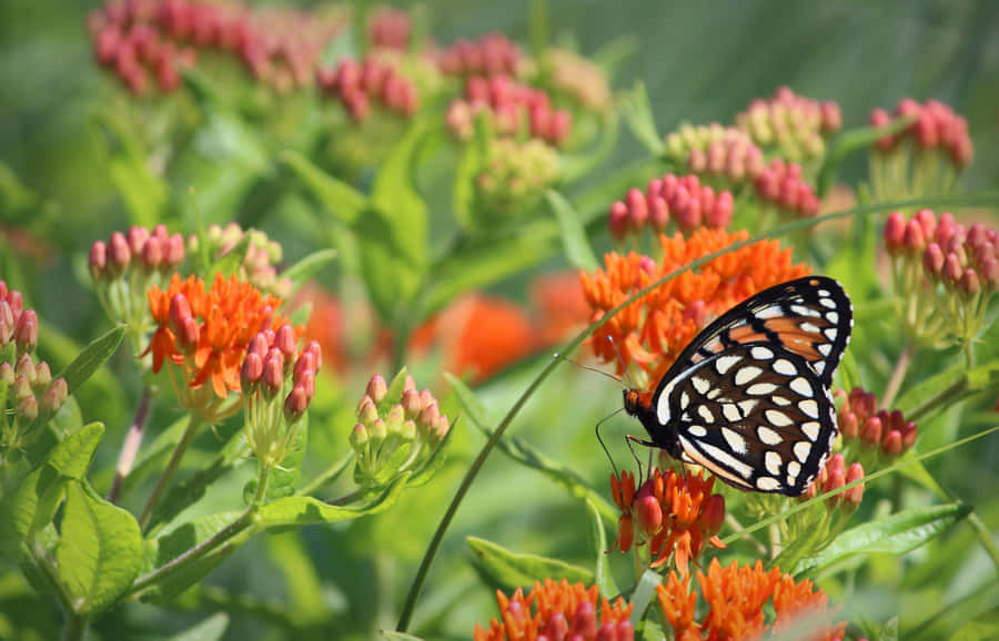 A Vibrant Field Of Butterfly Weed. Wallpaper