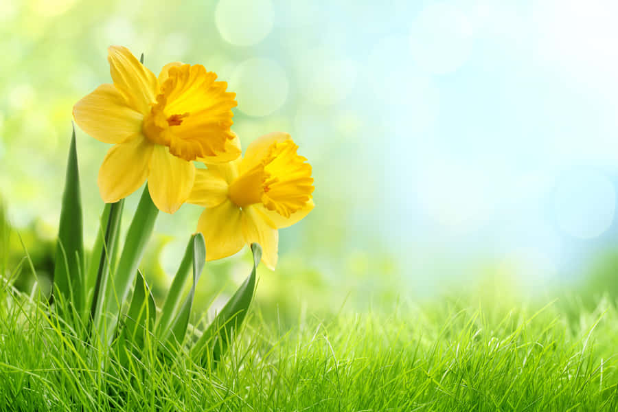 A Vibrant Field Of Yellow Daffodils In Full Bloom Wallpaper