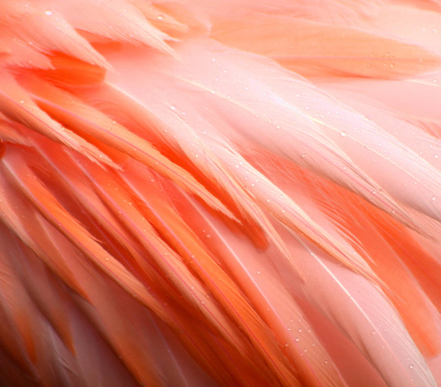 A Vibrant Flamingo Feather Up Close Wallpaper