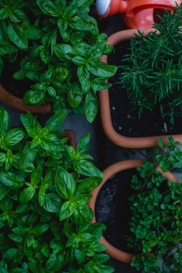 A Vibrant Herb Garden In Full Bloom Wallpaper
