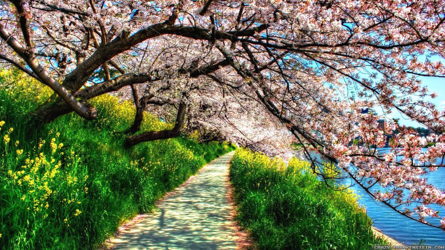 A Vibrant Landscape View Of A Lush 4k Spring Wallpaper