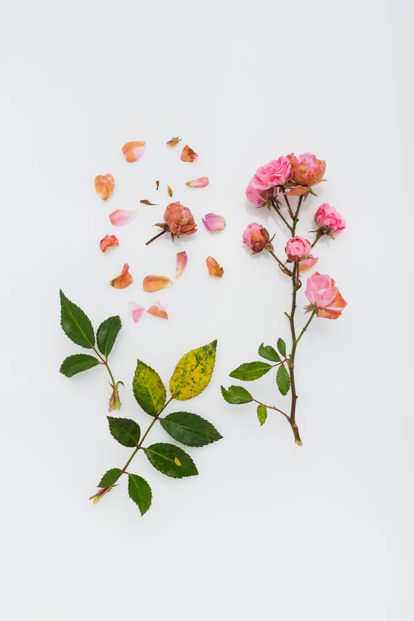 A Vibrant Leaf With Hints Of Pink Wallpaper