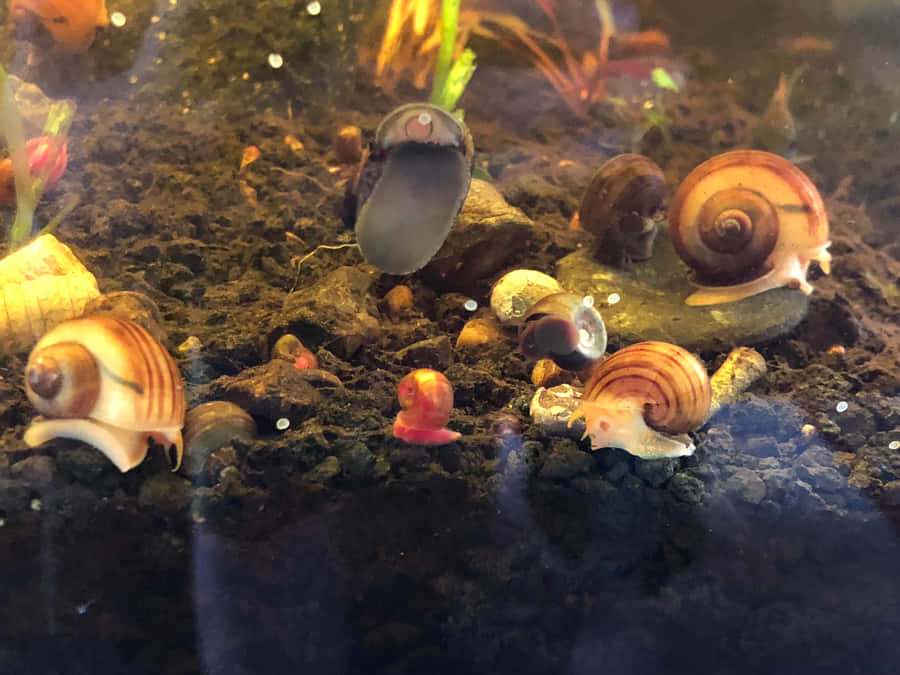 A Vibrant Pink Snail Exploring Its Natural Habitat Wallpaper