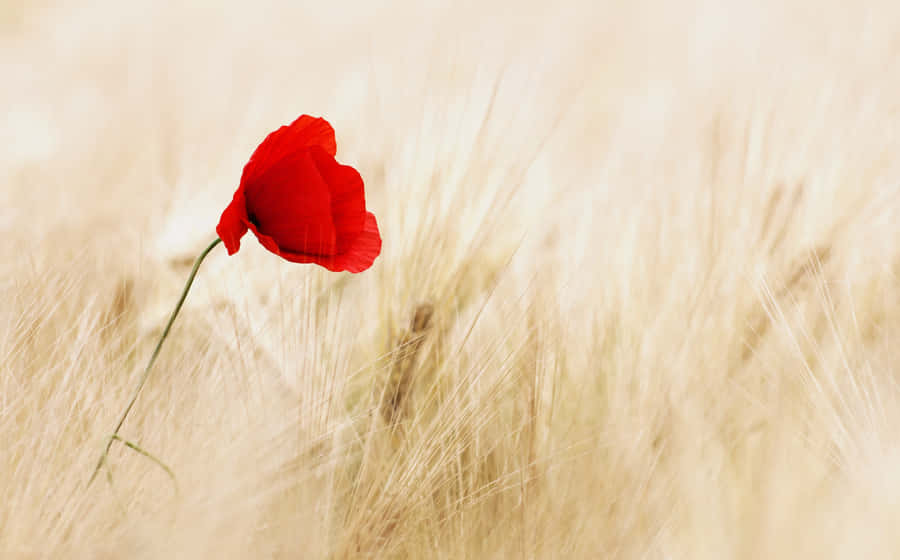 A Vibrant Poppy Field In Full Bloom Under A Bright Blue Sky Wallpaper
