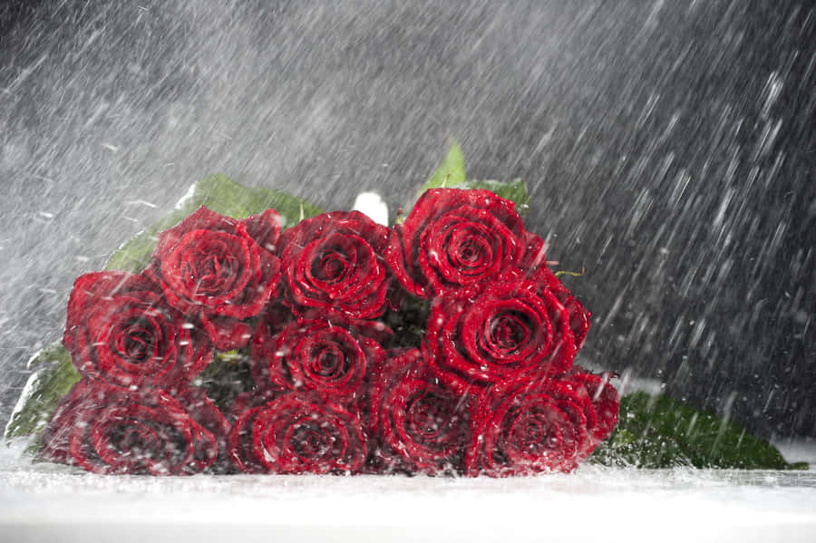 A Vibrant Red Rose Glowing Amid Raindrops Wallpaper