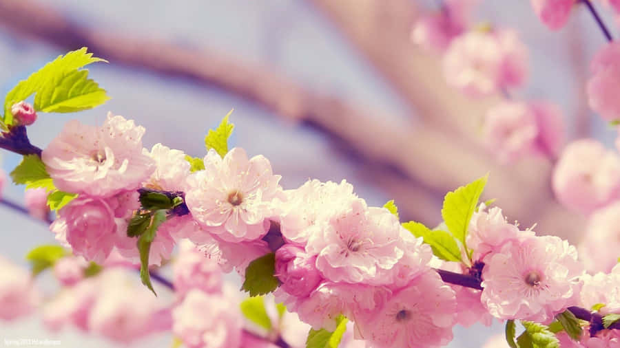 A Vibrant Spring Bloom In Full Display Wallpaper