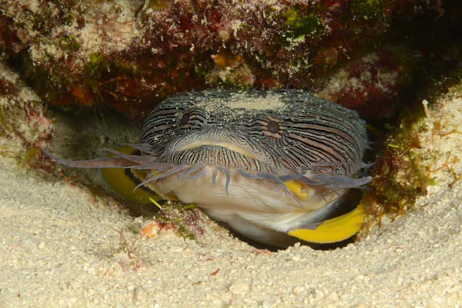 A Vibrant Toadfish In Natural Habitat Wallpaper