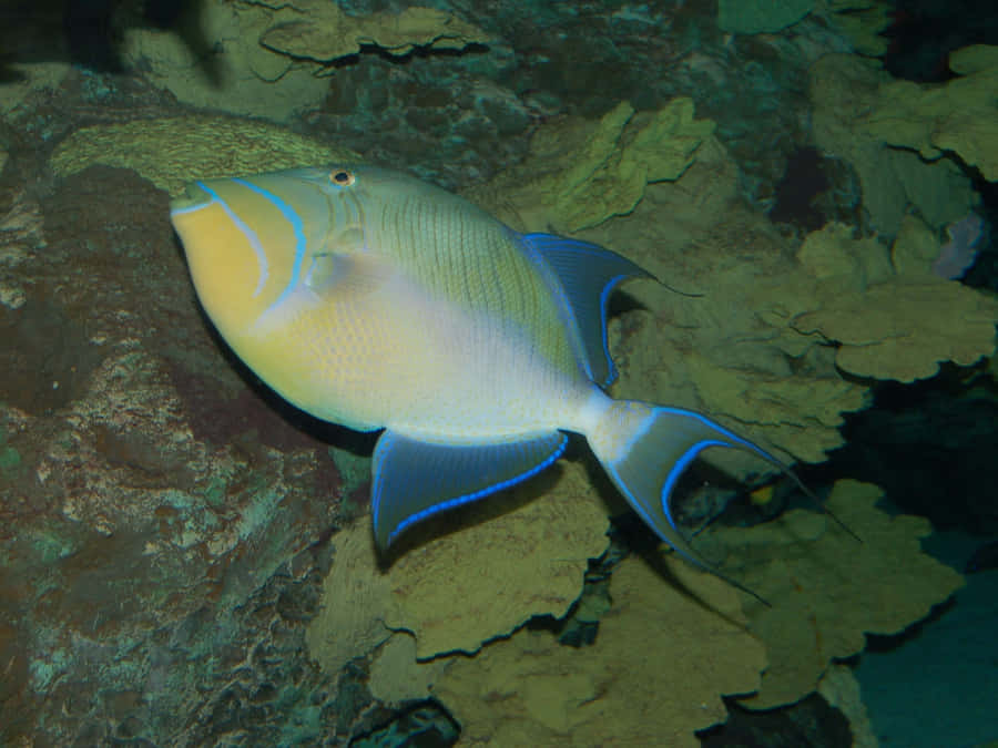 A Vibrant Triggerfish Gliding Through Crystal Clear Waters. Wallpaper