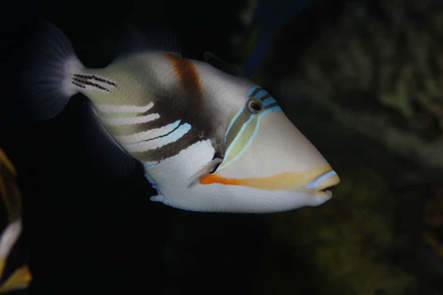 A Vibrant Triggerfish Swimming In The Tropical Waters. Wallpaper