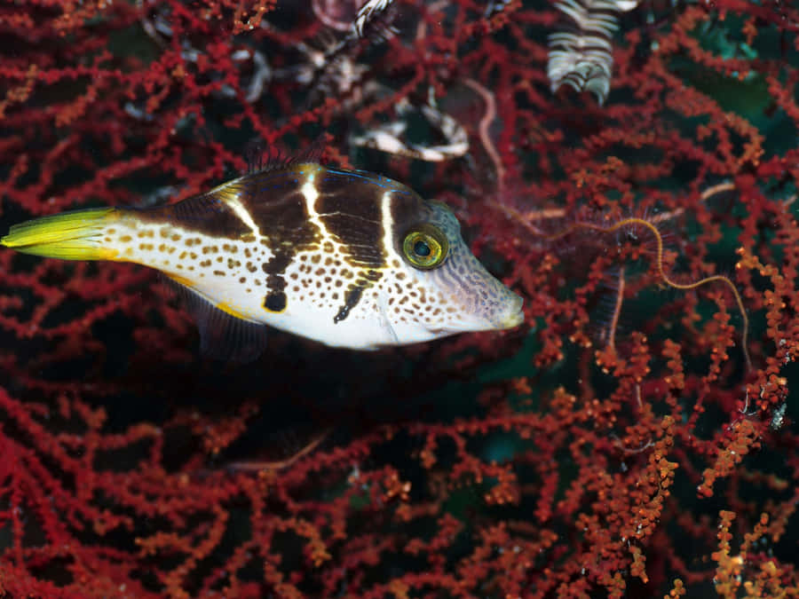 A Vibrant Underwater Shot Capturing A Magnificent Filefish Wallpaper