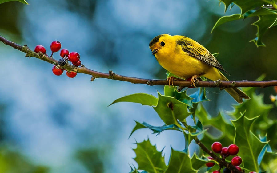 A Vibrant Yellow Bird Forages For Berries Wallpaper