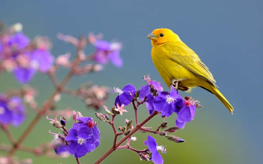 A Vibrant Yellow Canary Perched On A Branch Wallpaper