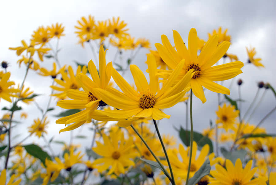 A Vibrant Yellow Daisy In Full Bloom Wallpaper