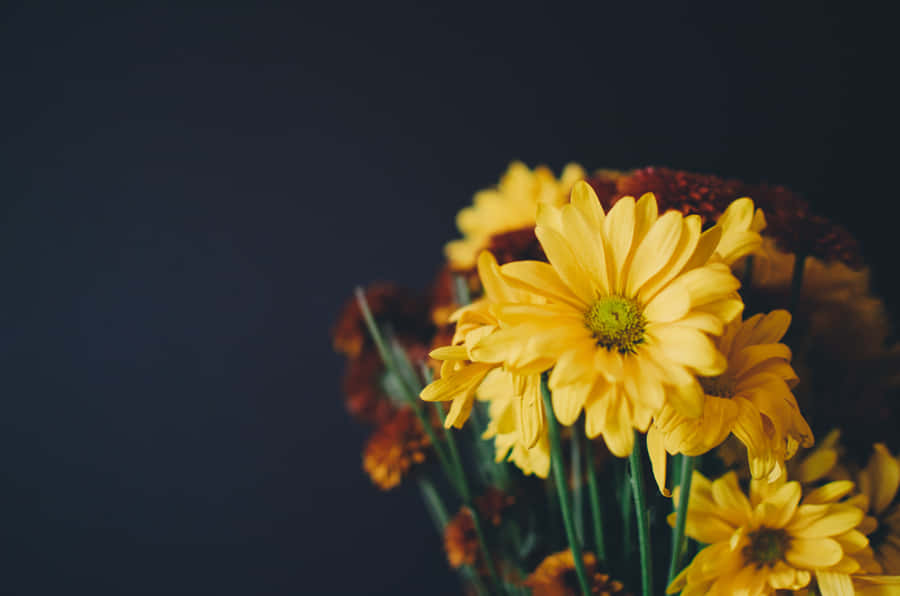 A Vibrant Yellow Daisy In Full Bloom Wallpaper